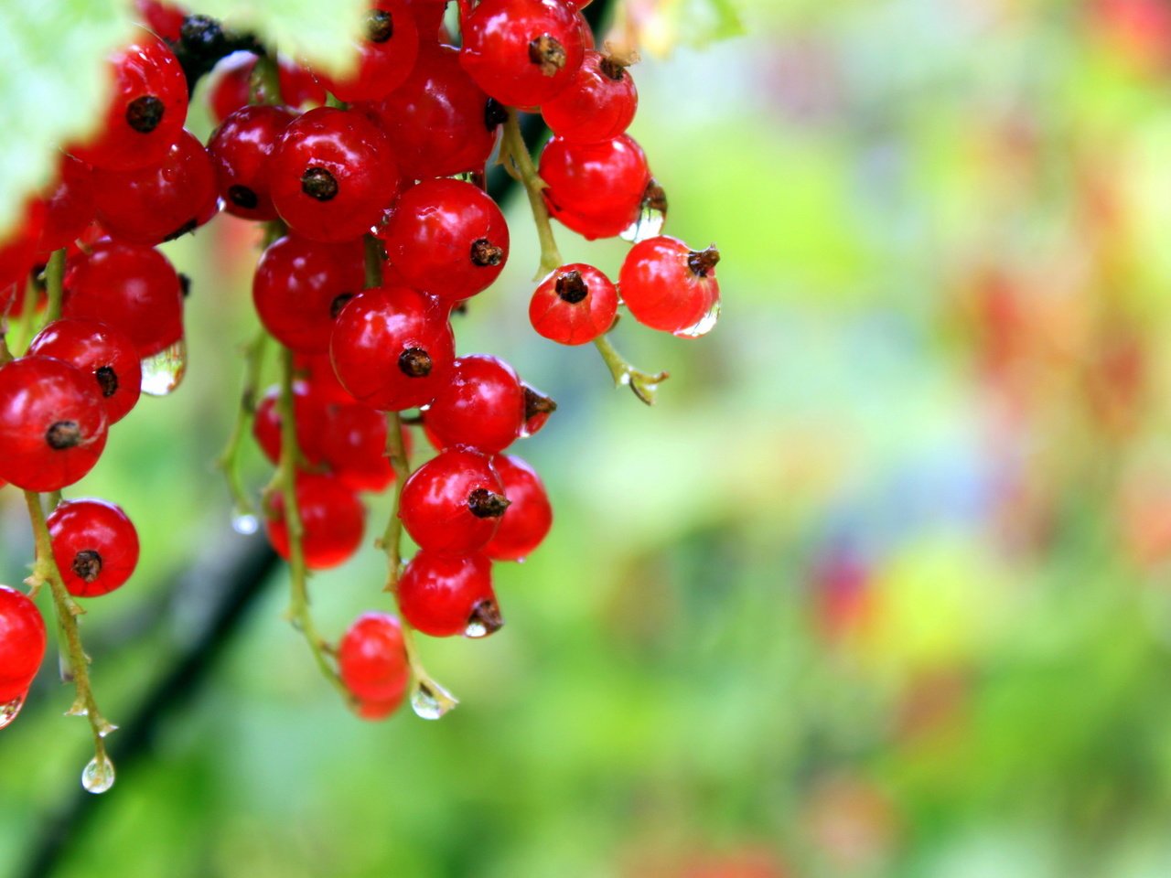 Обои роса, капли, ягода, красная смородина, rosa, drops, berry, red currant разрешение 1920x1280 Загрузить