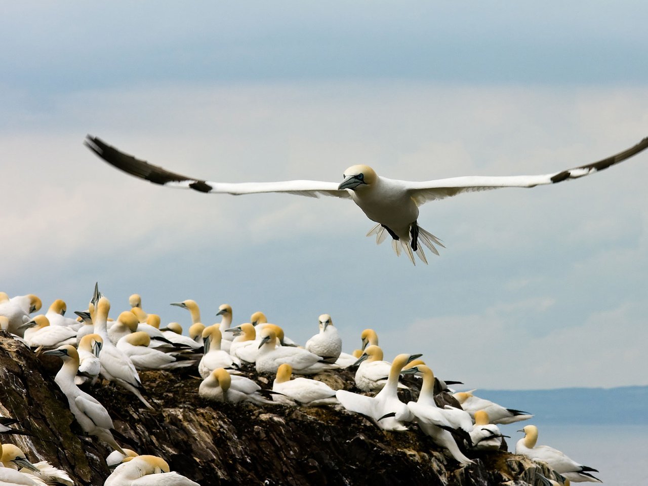 Обои крылья, птицы, чайки, бакланы, прибрежные, оперение., wings, birds, seagulls, cormorants, coastal, plumage. разрешение 1920x1200 Загрузить