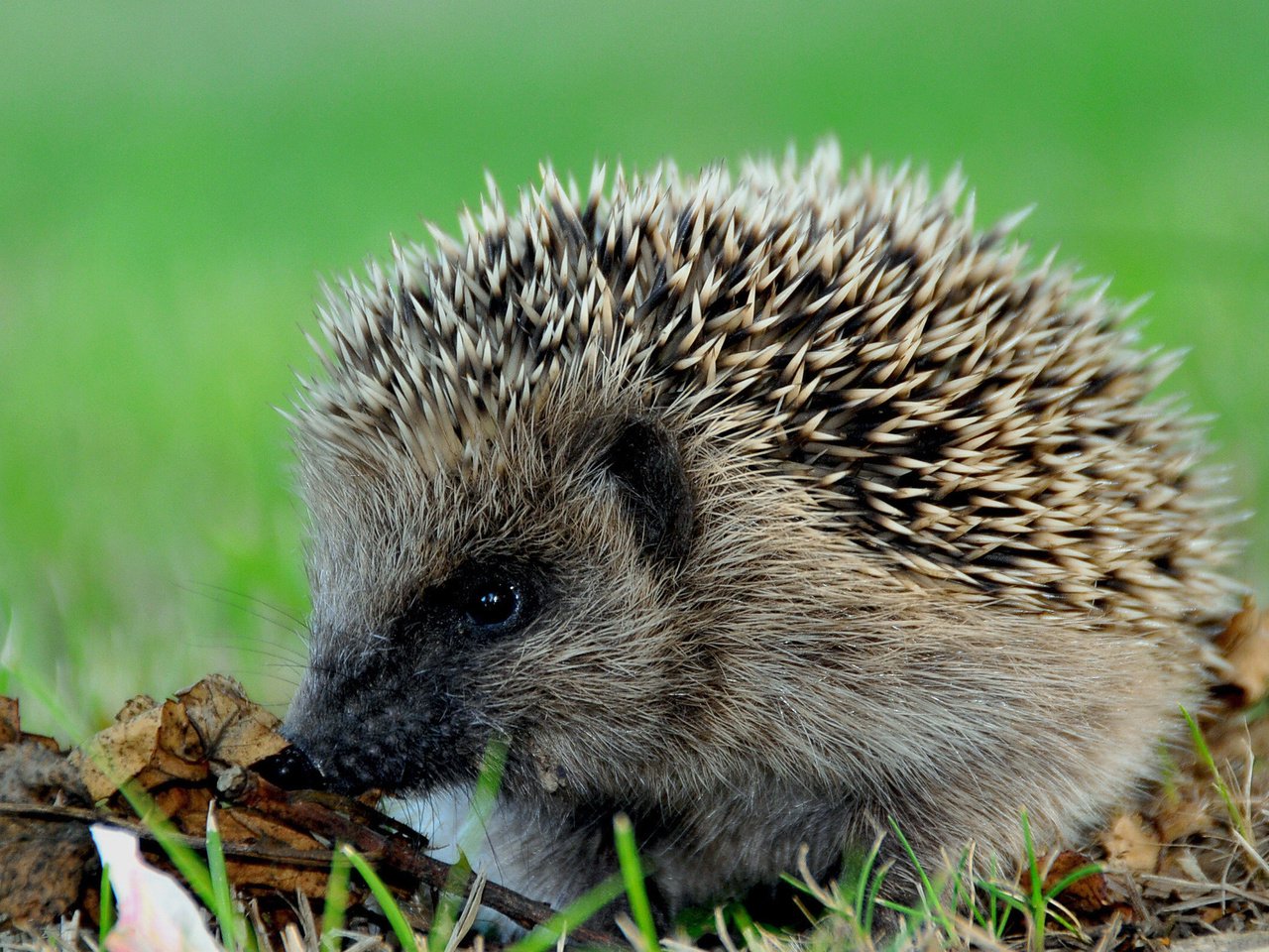 Обои трава, листья, осень, колючки, животное, ежик, еж, grass, leaves, autumn, barb, animal, hedgehog разрешение 1920x1200 Загрузить