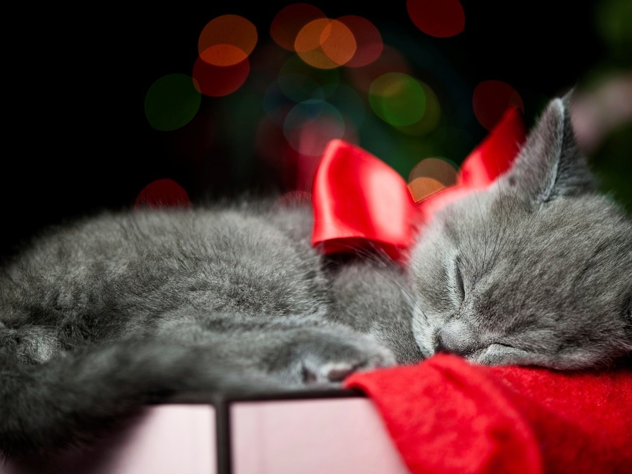 Обои кот, кошка, котенок, серый, спит, ленточка, коробка, бант, cat, kitty, grey, sleeping, ribbon, box, bow разрешение 2560x1600 Загрузить