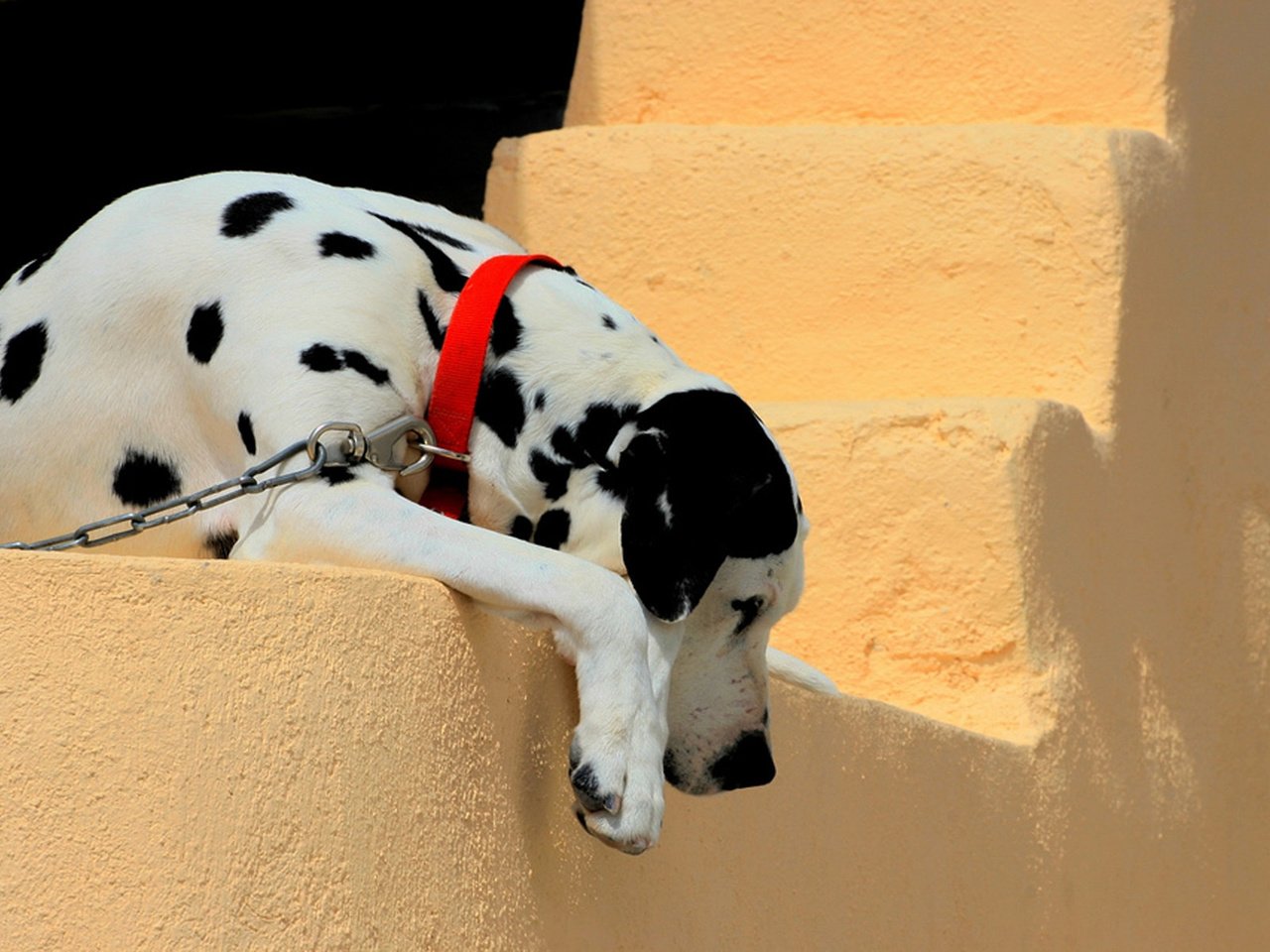 Обои стена, собака, далматин, ошейник, цепь, wall, dog, dalmatian, collar, chain разрешение 1920x1200 Загрузить