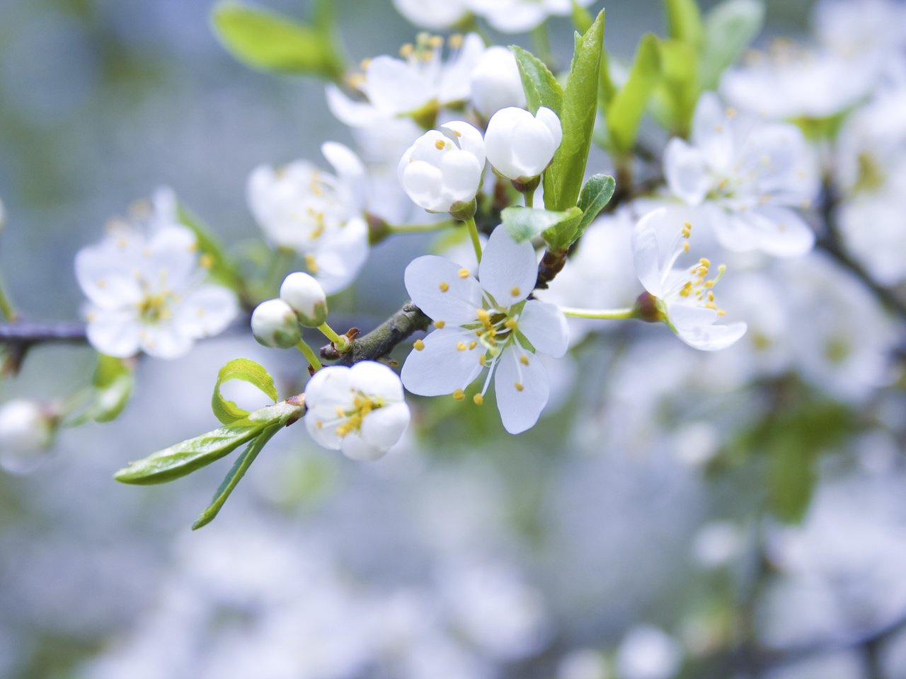 Обои цветение, ветки, весна, яблоня, cvety, belye, yablonya, cvetenie, butony, vetk, леспестки, flowering, branches, spring, apple, lepestki разрешение 3888x2592 Загрузить