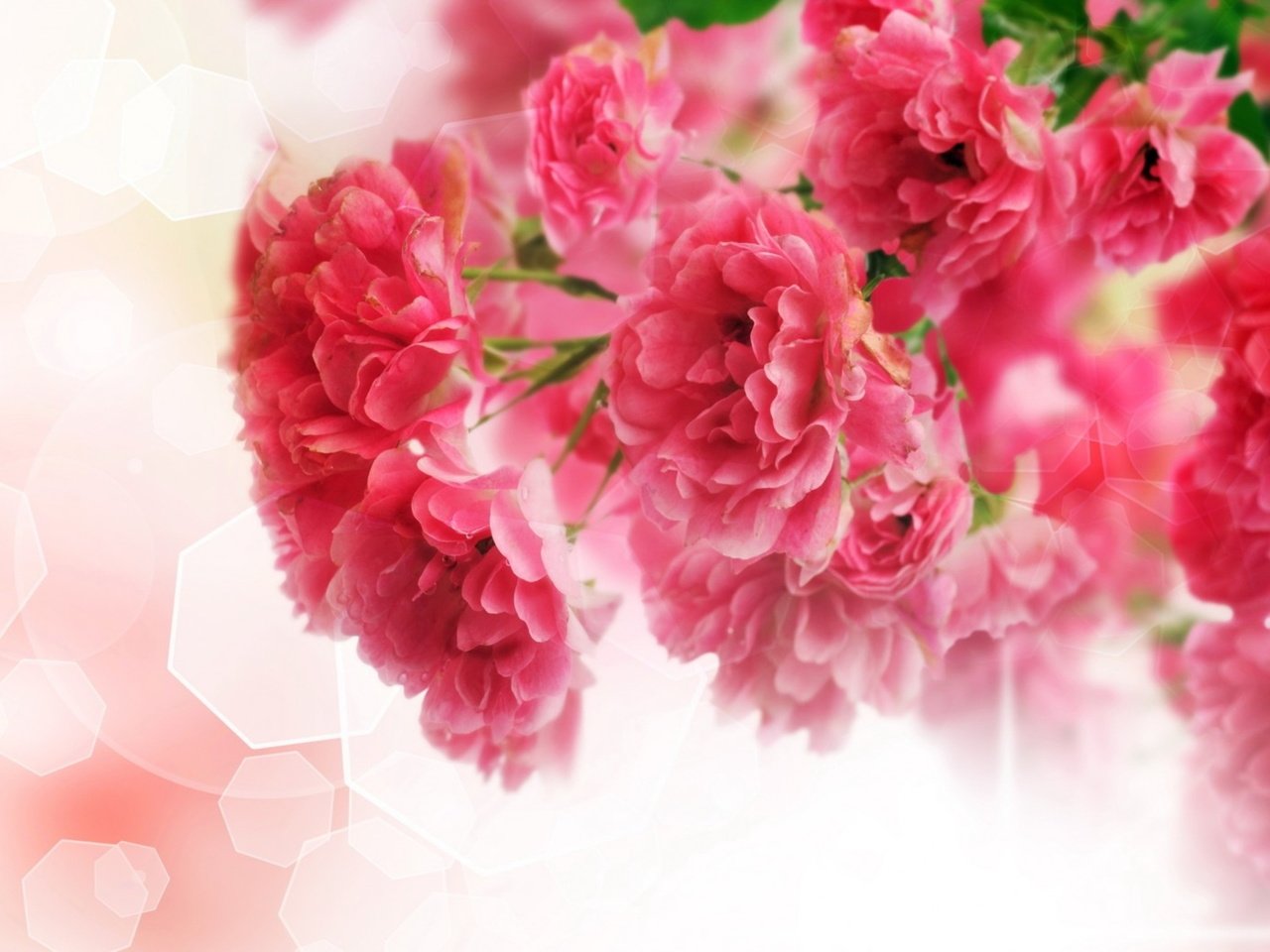 Обои цветы, листья, блики, розовые, гвоздики, flowers, leaves, glare, pink, clove разрешение 2560x1600 Загрузить