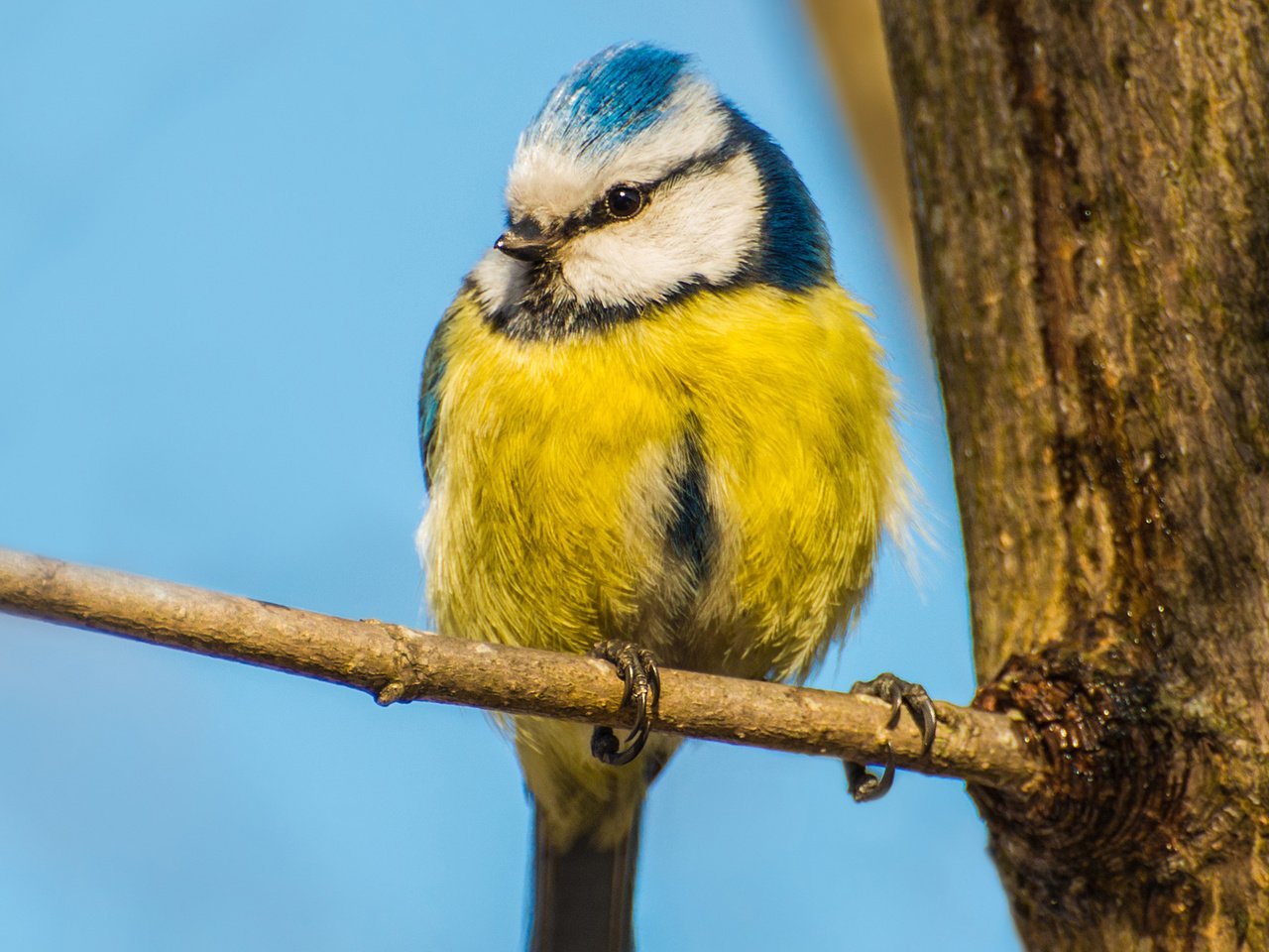 Обои небо, ветка, дерево, птица, синица, синичка, the sky, branch, tree, bird, tit, titmouse разрешение 1920x1300 Загрузить