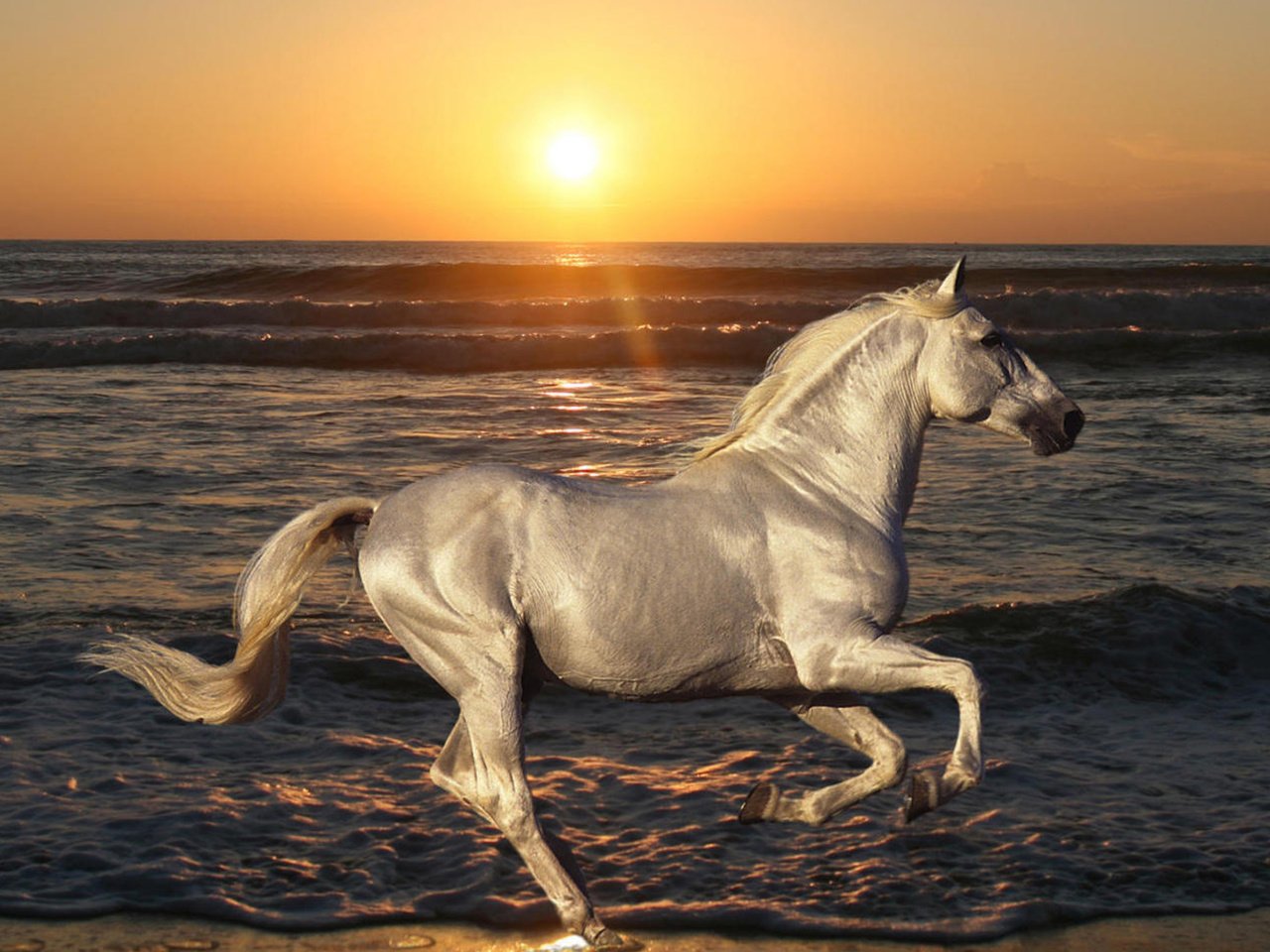 Обои лошадь, пляж, вода, рассвет, солнце, волна, природа, океан, закат, конь, скачет, море, жеребец, животные, песок, horse, beach, water, dawn, the sun, wave, nature, the ocean, sunset, jump, sea, stallion, animals, sand разрешение 1920x1080 Загрузить