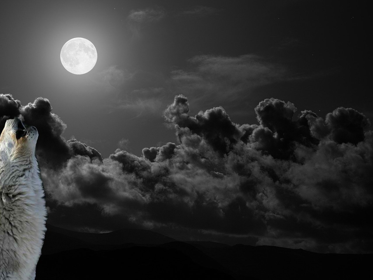 Обои небо, облака, ночь, луна, хищник, волк, воет, the sky, clouds, night, the moon, predator, wolf, howling разрешение 1920x1080 Загрузить