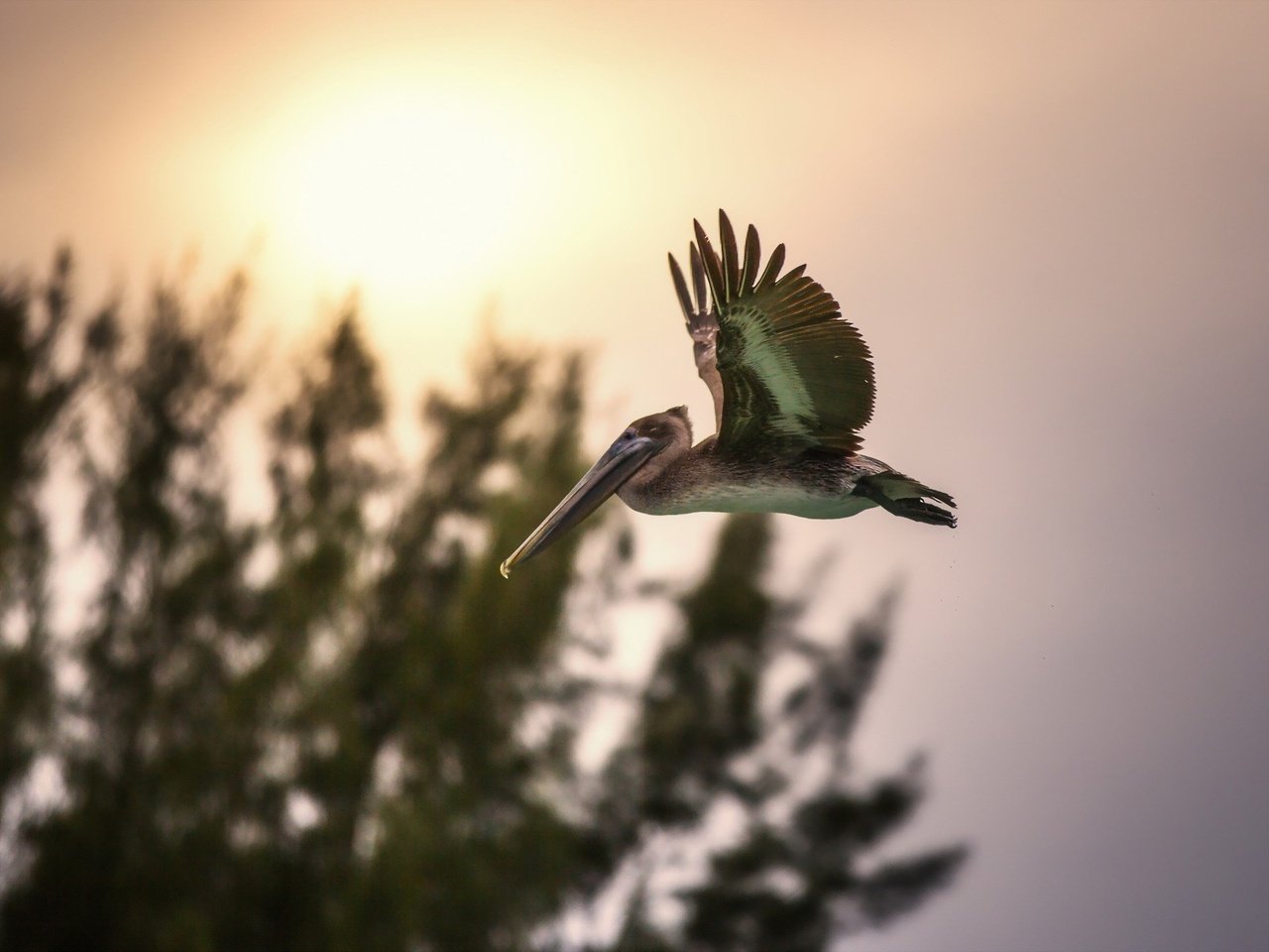 Обои природа, полет, птица, пеликан, nature, flight, bird, pelican разрешение 1920x1200 Загрузить