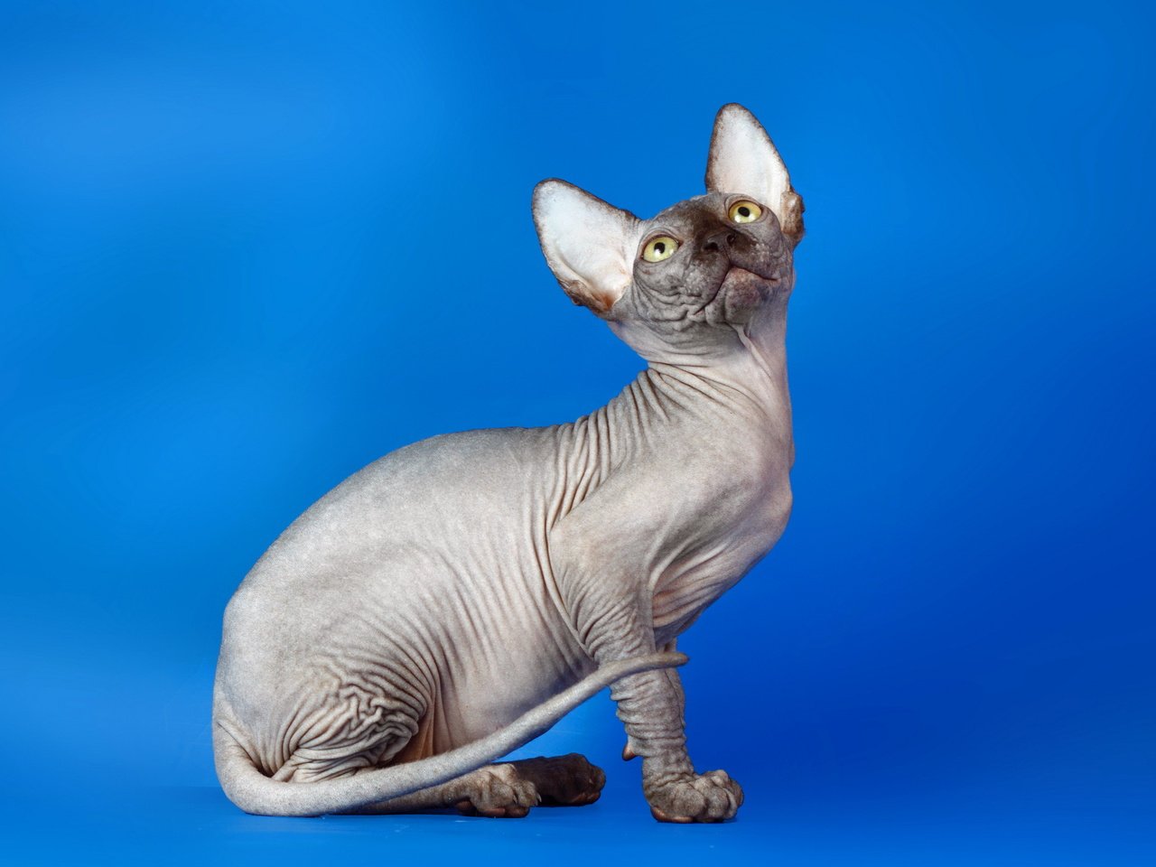 Обои кот, кошка, взгляд, синий фон, сфинкс, cat, look, blue background, sphinx разрешение 2560x1600 Загрузить