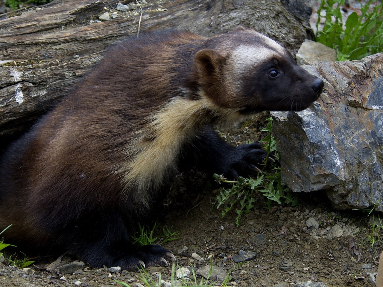 Обои трава, природа, животные, росомаха, росомаха.камни, grass, nature, animals, wolverine, wolverine.stones разрешение 1920x1200 Загрузить