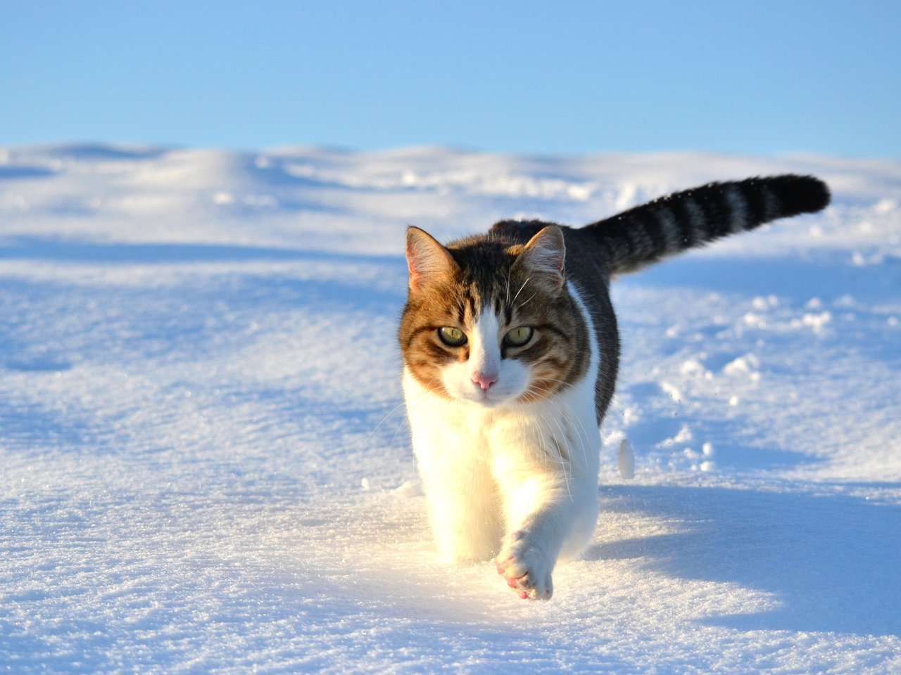 Обои снег, зима, кот, кошка, прогулка, snow, winter, cat, walk разрешение 1920x1300 Загрузить