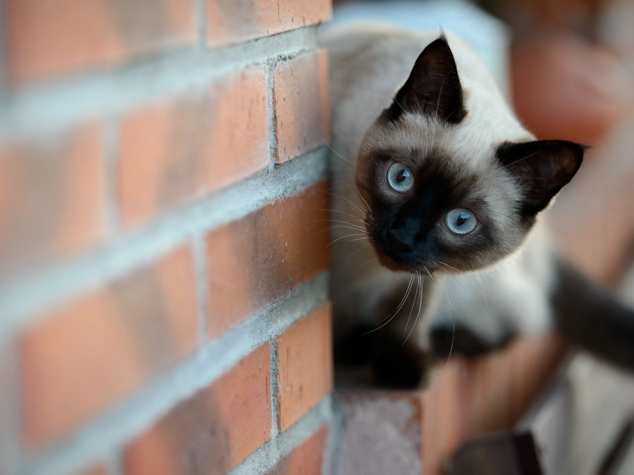 Обои кошка, стена, котенок, кирпич, сиамская, cat, wall, kitty, brick, siamese разрешение 2560x1600 Загрузить