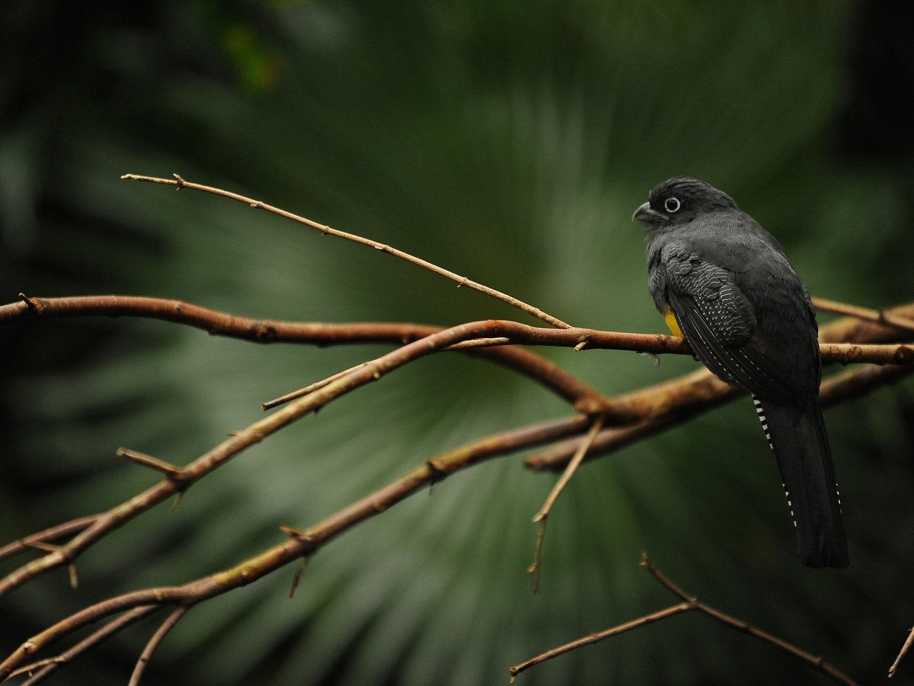 Обои ветка, дерево, птица, клюв, перья, черная, trogon caligatus, branch, tree, bird, beak, feathers, black разрешение 2560x1600 Загрузить