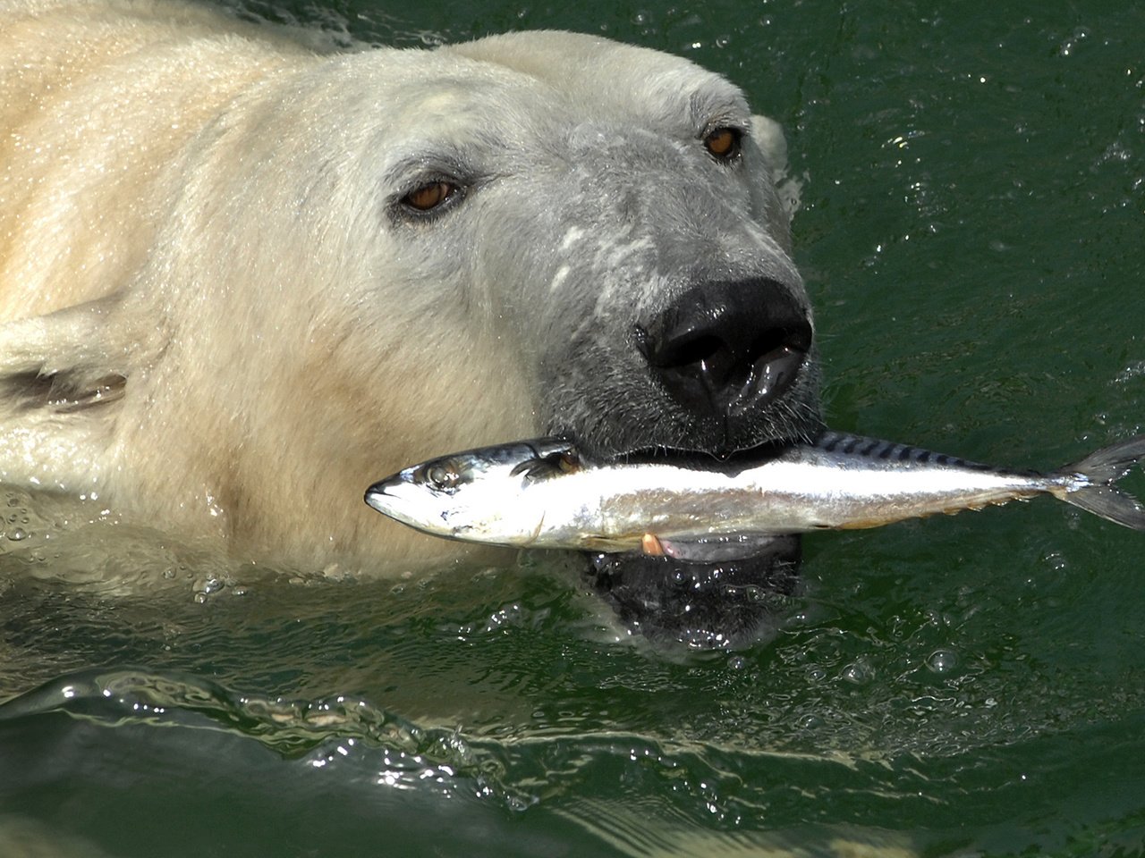 Обои вода, медведь, белый, рыба, скумбрия, полярный, северный, water, bear, white, fish, mackerel, polar, north разрешение 2200x1453 Загрузить