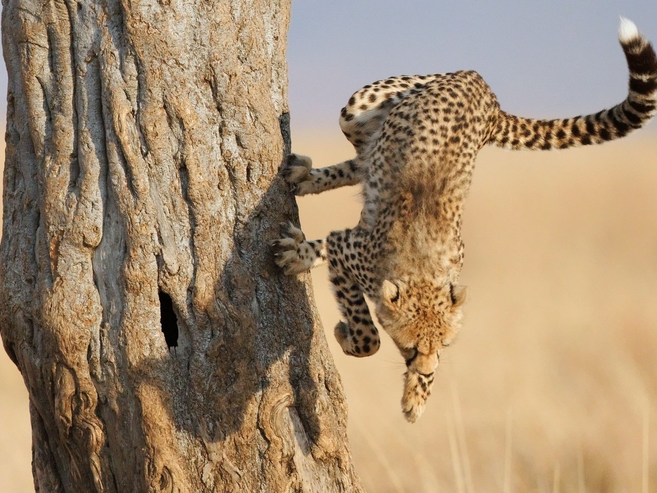 Обои дерево, лапы, леопард, когти, гепард, саванна, гепард в прыжке, tree, paws, leopard, claws, cheetah, savannah, cheetah jump разрешение 2560x1600 Загрузить