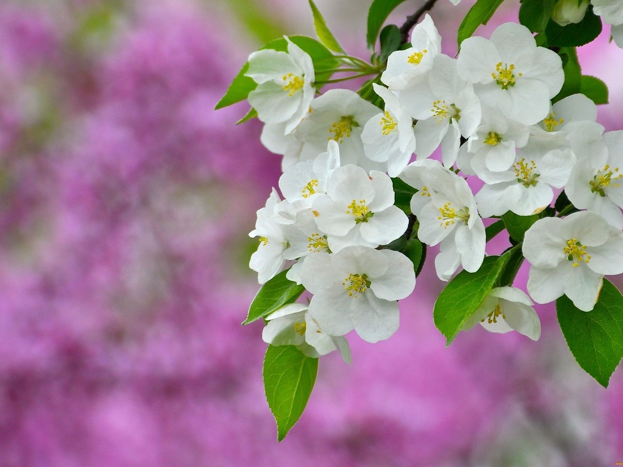 Обои цветы, ветка, природа, цветение, фон, весна, flowers, branch, nature, flowering, background, spring разрешение 2560x1736 Загрузить