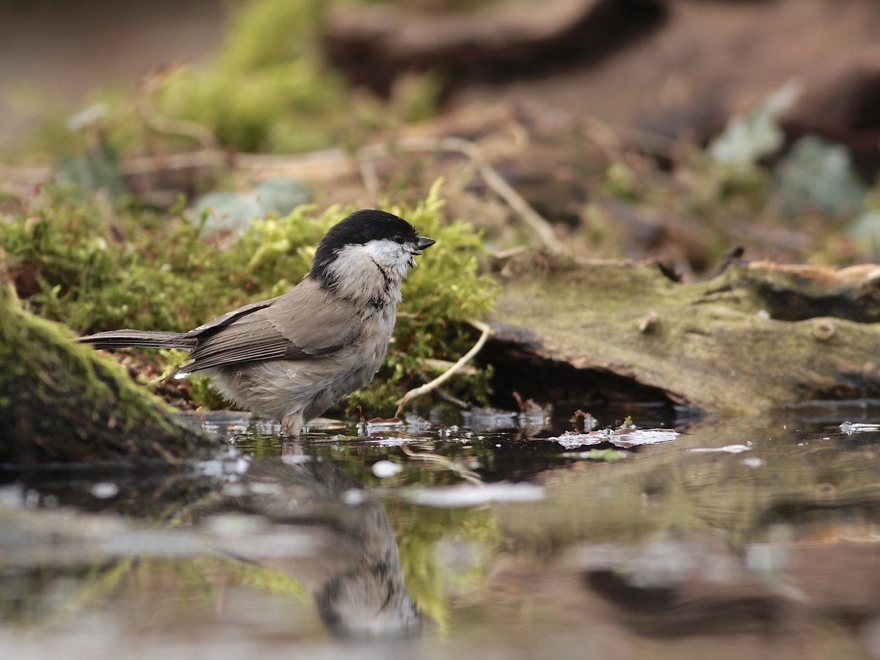 Обои вода, отражение, птицы, птица, мох, синица, синичка, water, reflection, birds, bird, moss, tit, titmouse разрешение 2048x1485 Загрузить