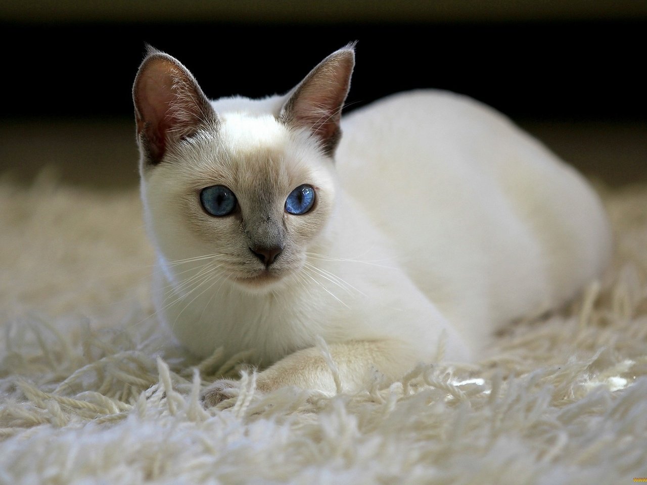 Обои кот, кошка, ковер, белая, тайская, cat, carpet, white, thai разрешение 1925x1273 Загрузить