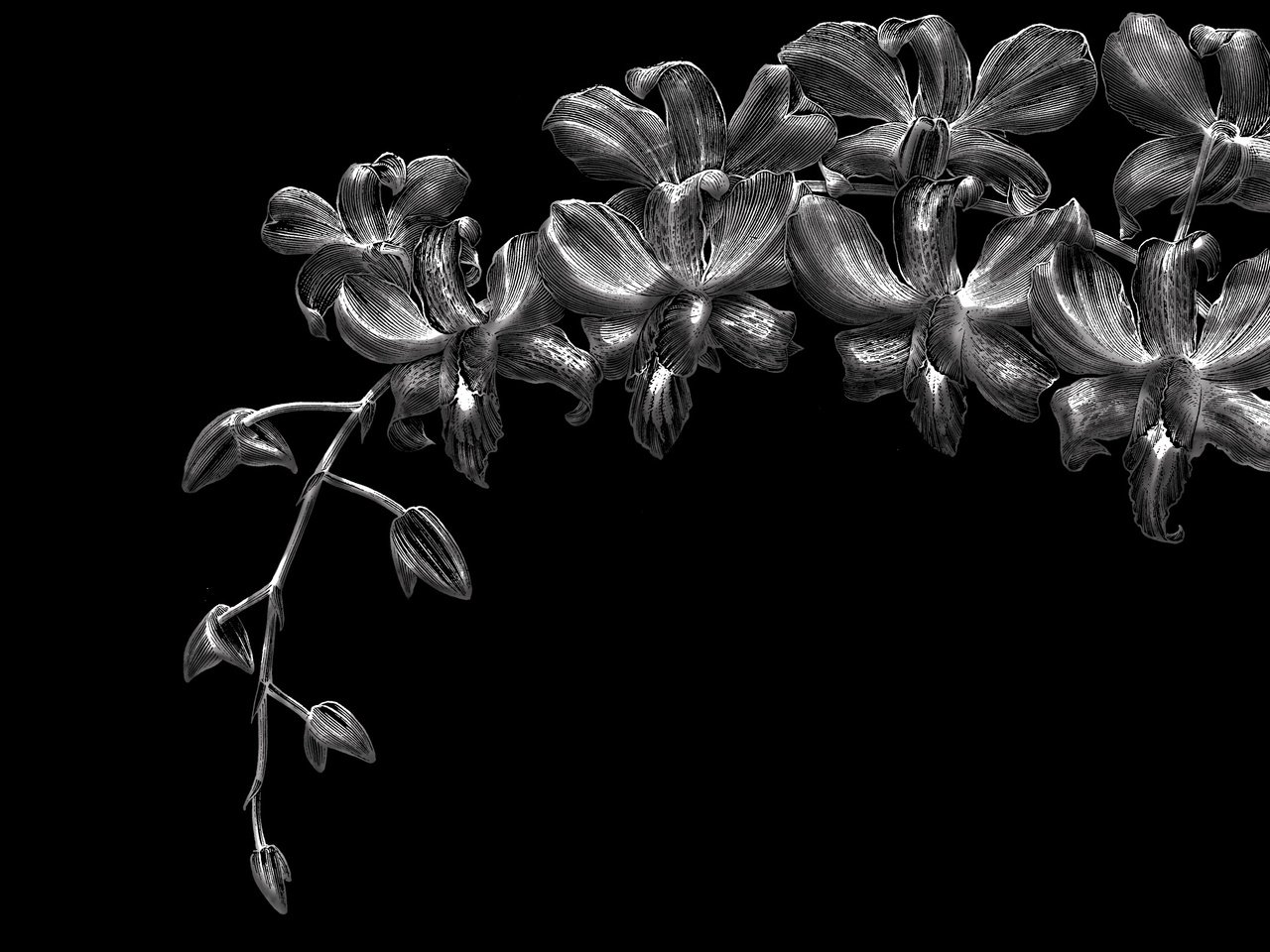 Обои цветы, черный фон, орхидеи, flowers, black background, orchids разрешение 2560x1600 Загрузить