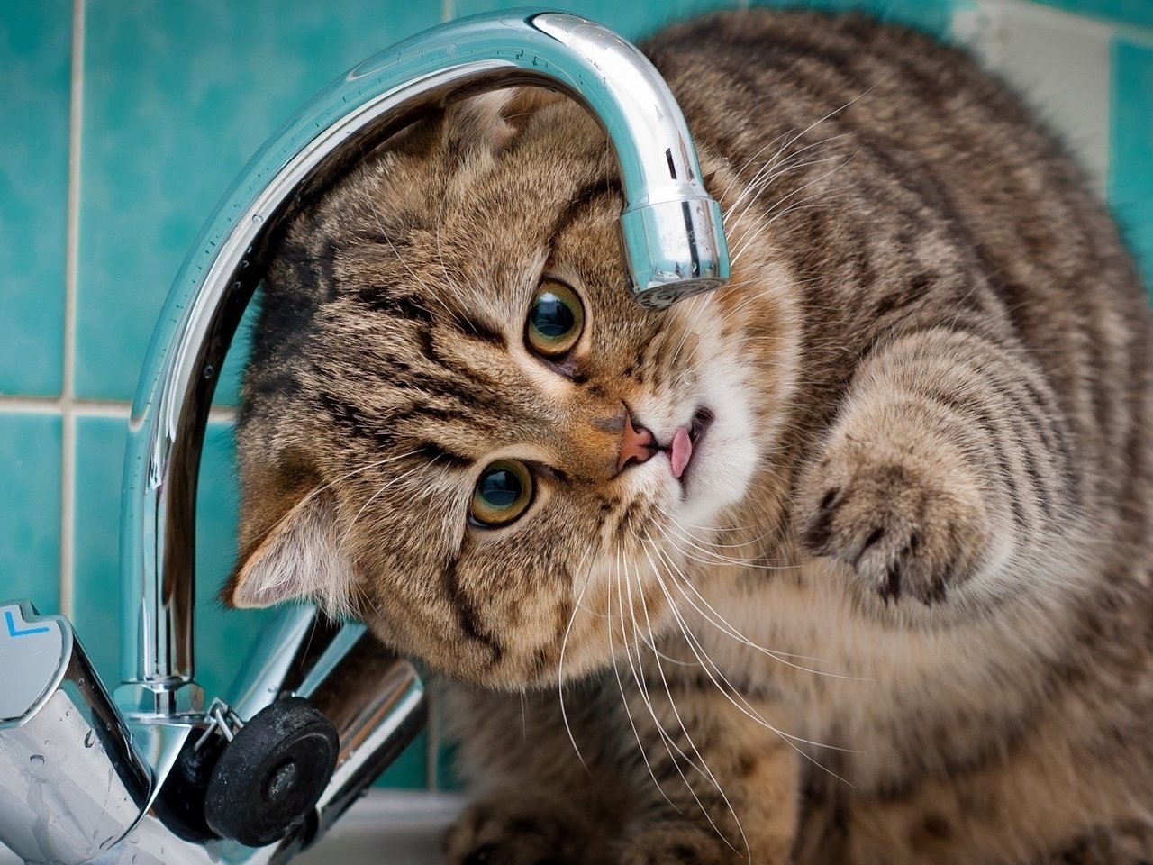 Обои вода, кот, кран, water, cat, crane разрешение 1920x1080 Загрузить