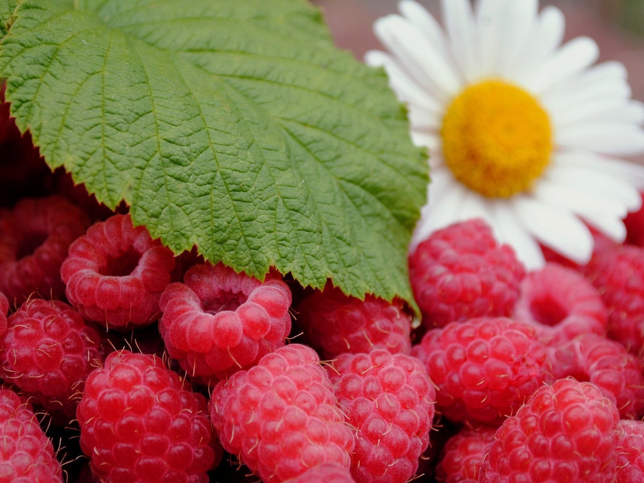 Обои ягоды малины, зеленый листочек и цветок ромашки, спелая малина, raspberries, green leaf and daisy flower, ripe raspberry разрешение 1920x1080 Загрузить