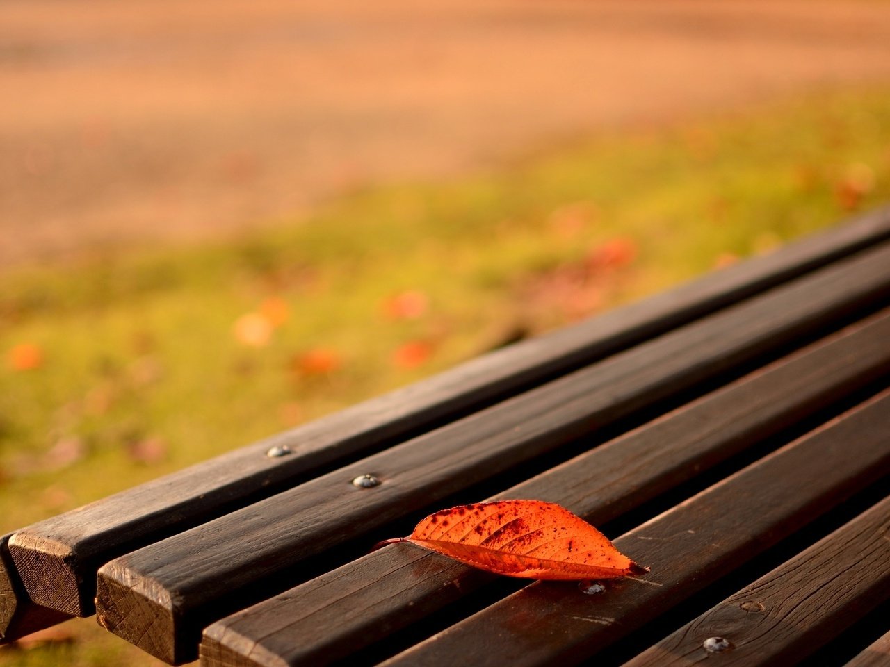 Обои природа, макро, осень, лист, скамейка, nature, macro, autumn, sheet, bench разрешение 1920x1200 Загрузить