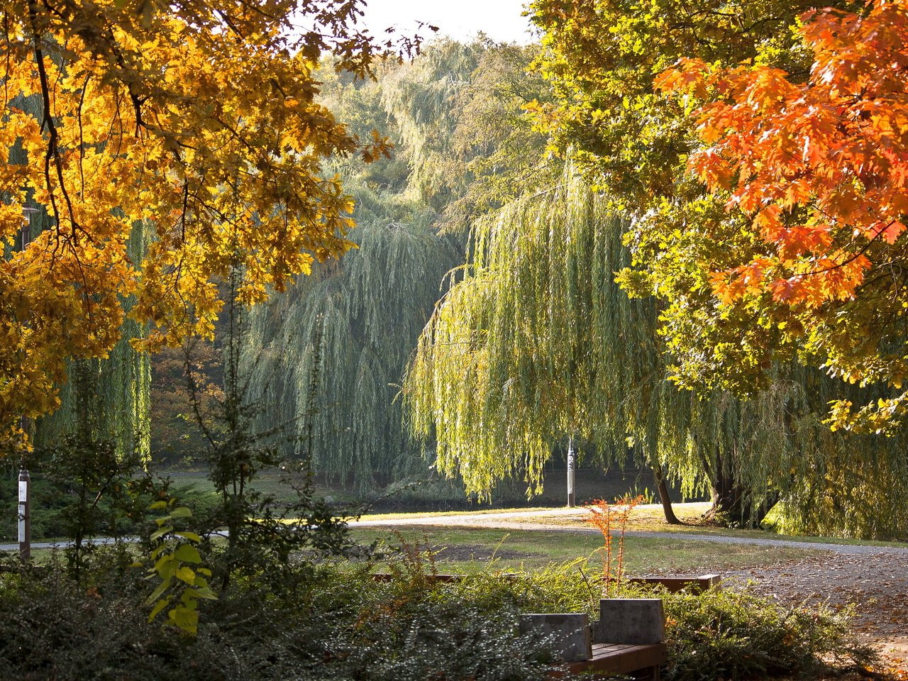 Обои деревья, парк, осень, скамейка, плакучие ивы, trees, park, autumn, bench, weeping willows разрешение 2304x1536 Загрузить