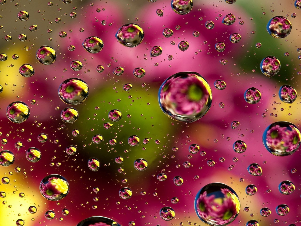 Обои цветы, вода, отражение, капли, цвет, брызги, капли воды, flowers, water, reflection, drops, color, squirt, water drops разрешение 2200x1600 Загрузить