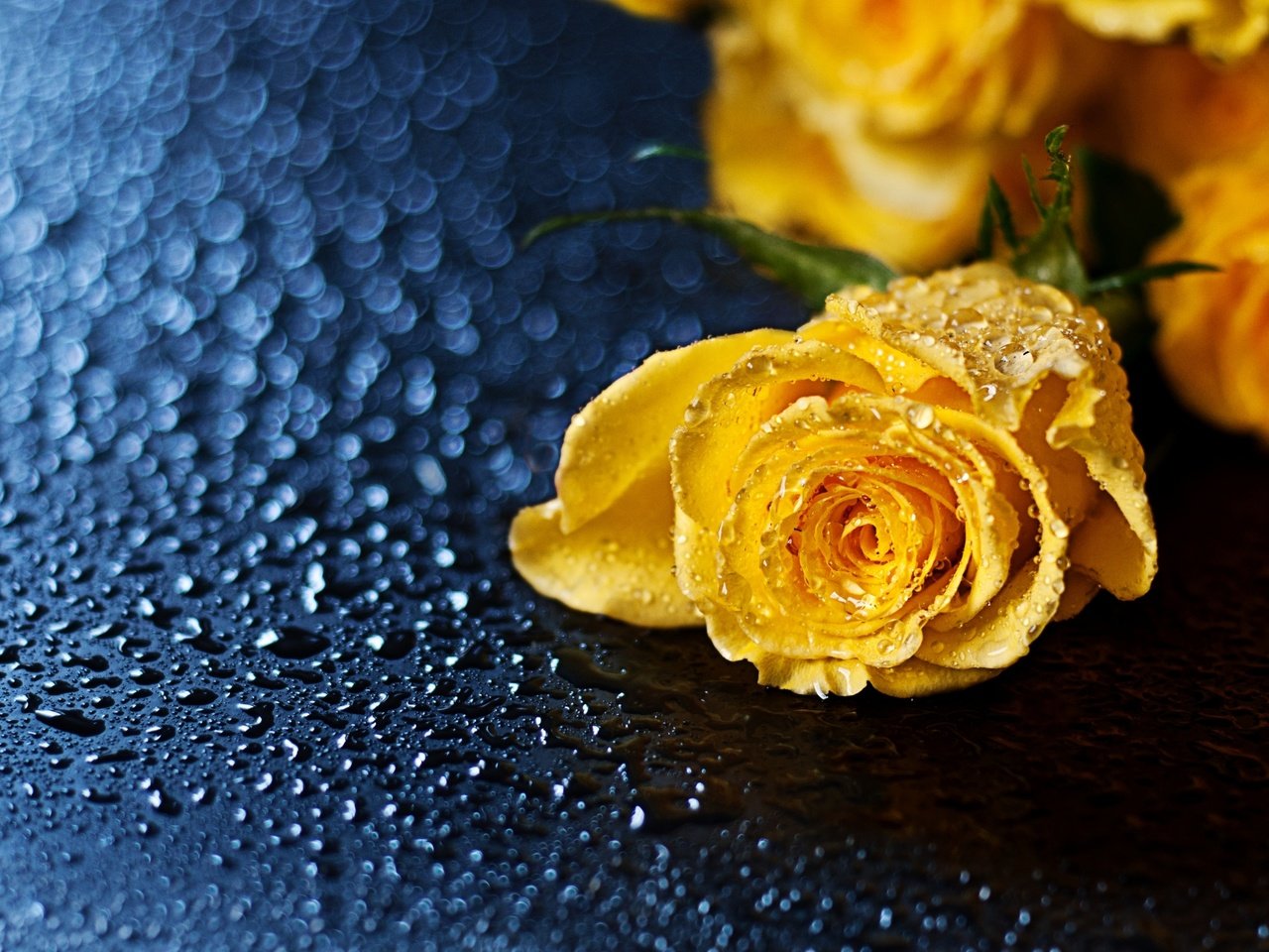 Обои желтый, макро, цветок, капли, роза, yellow, macro, flower, drops, rose разрешение 2560x1600 Загрузить