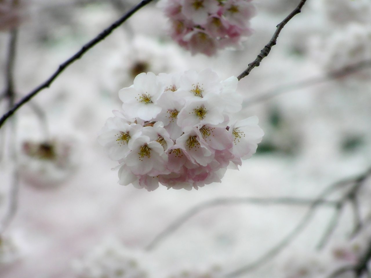 Обои дерево, макро, весна, сакура, ветки цветы, tree, macro, spring, sakura, branches flowers разрешение 1920x1200 Загрузить