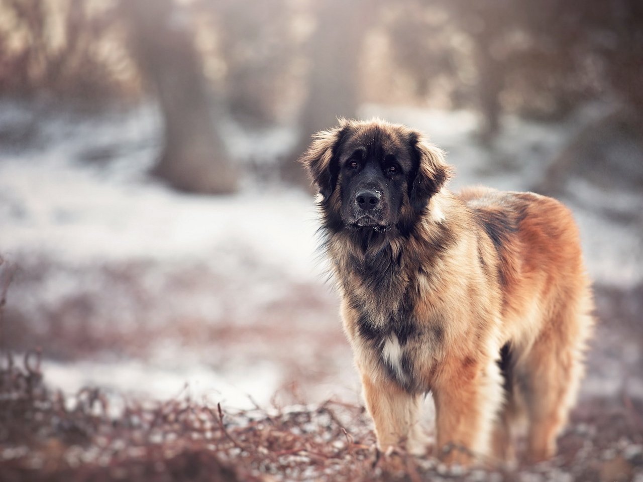 Обои природа, взгляд, собака, размытость, кавказская овчарка, nature, look, dog, blur, the caucasian shepherd dog разрешение 1920x1200 Загрузить