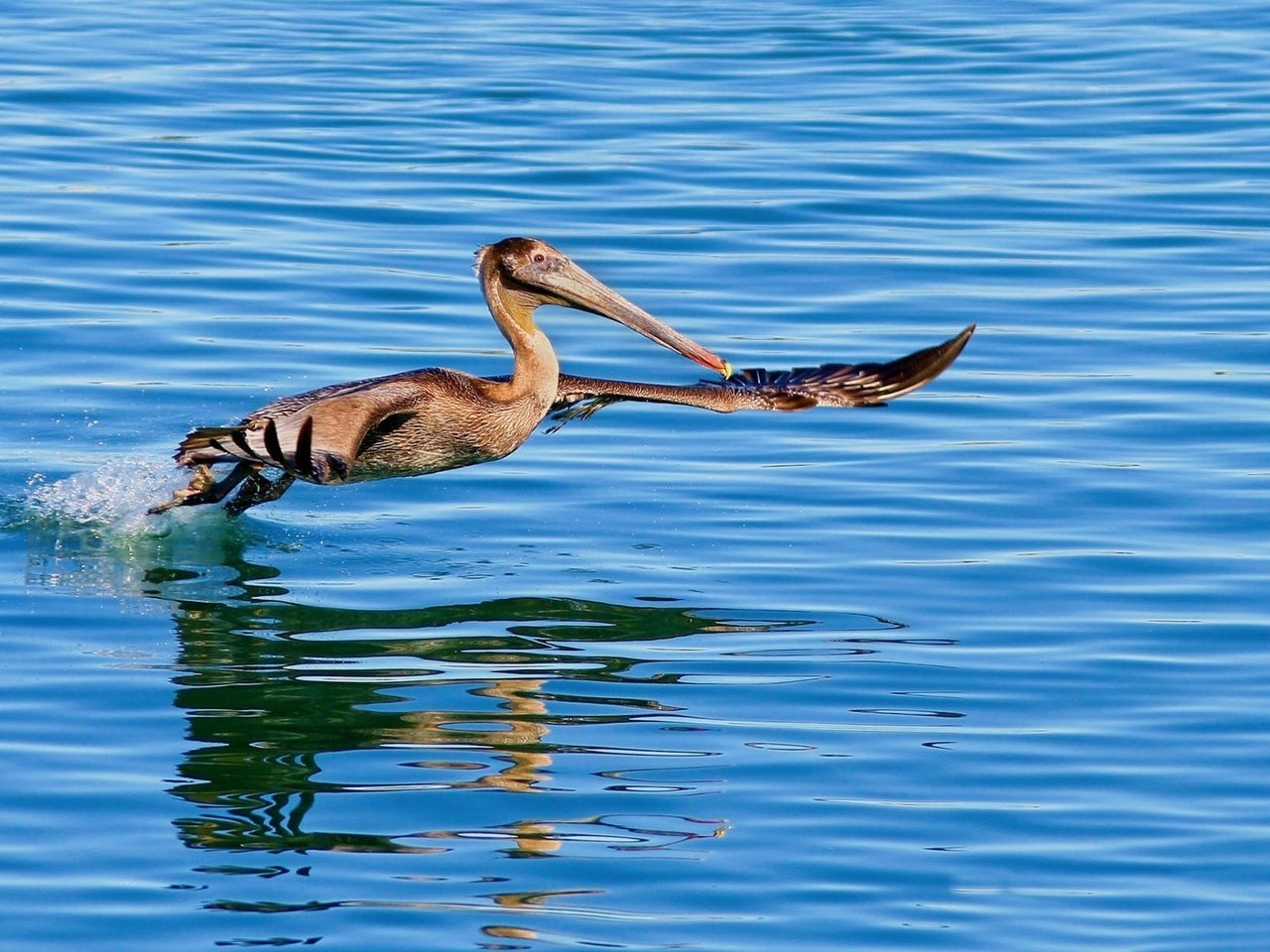 Обои вода, крылья, птица, клюв, пеликан, water, wings, bird, beak, pelican разрешение 1920x1200 Загрузить