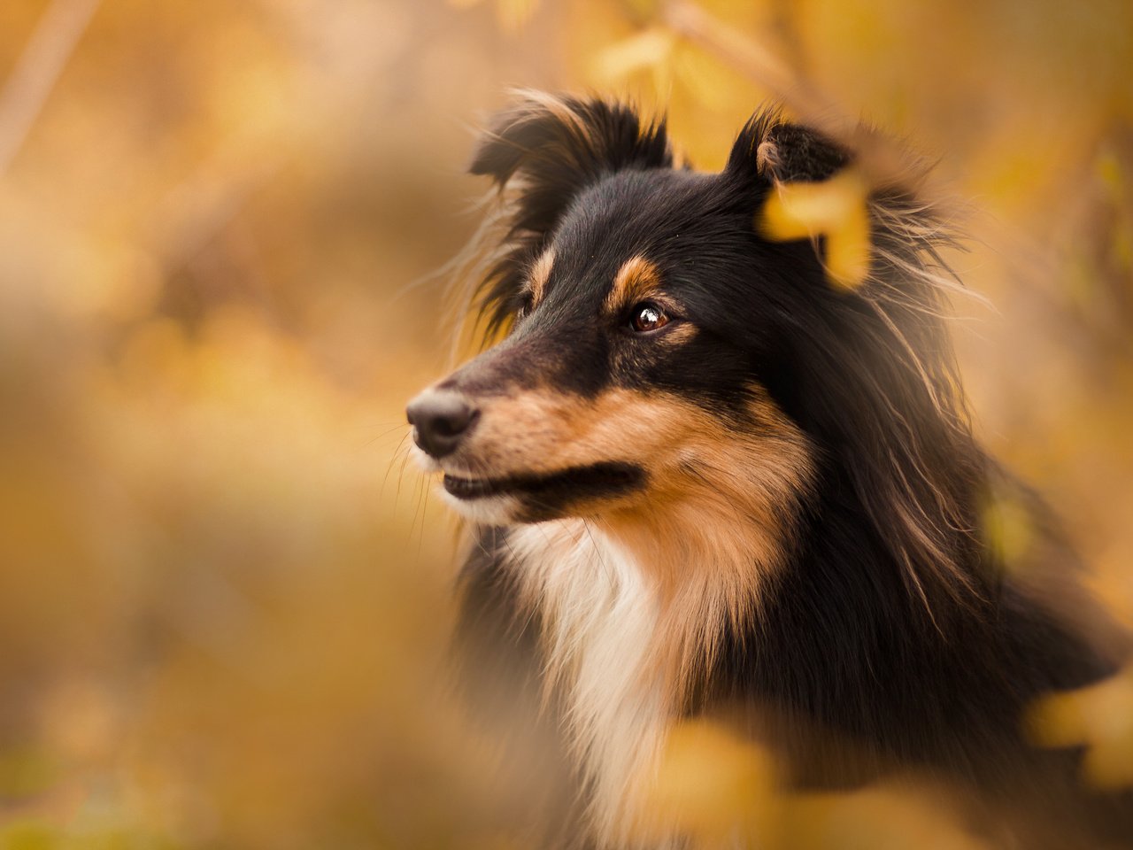 Обои собака, размытость, щенок, шелти, cобака, dog, blur, puppy, sheltie разрешение 2048x1365 Загрузить