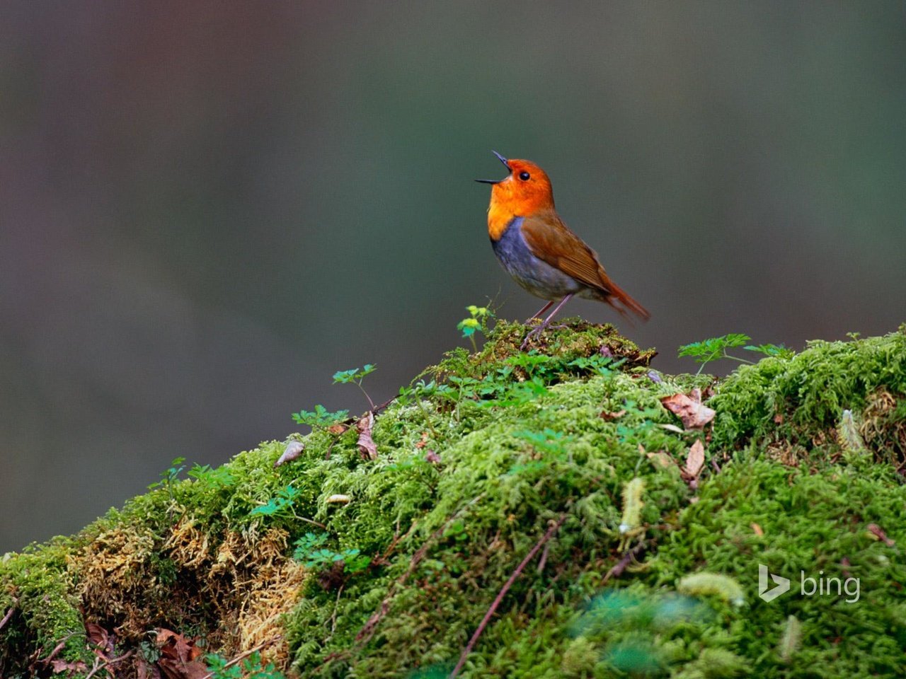 Обои природа, япония, птица, клюв, перья, нагано, yatsugatake, nature, japan, bird, beak, feathers, nagano разрешение 1920x1200 Загрузить