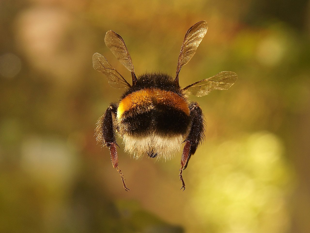 Обои макро, насекомое, фон, крылья, весна, шмель, macro, insect, background, wings, spring, bumblebee разрешение 2048x1363 Загрузить