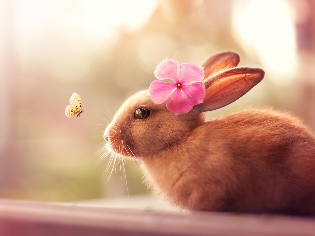 Обои насекомое, цветок, шерсть, бабочка, кролик, уши, зайчик, insect, flower, wool, butterfly, rabbit, ears, bunny разрешение 2048x1554 Загрузить