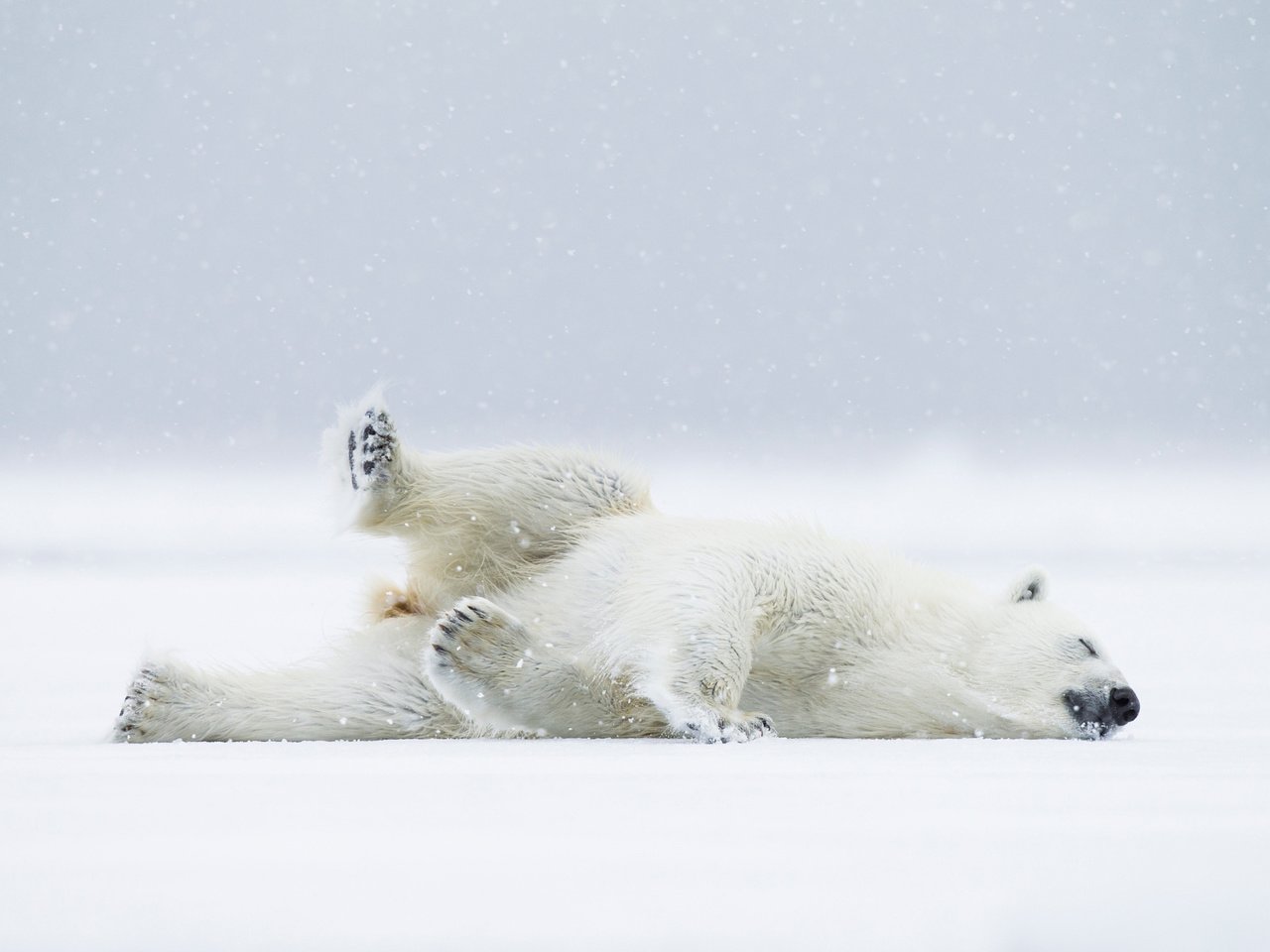 Обои снег, полярный медведь, медведь, хищник, белый медведь, snow, polar bear, bear, predator разрешение 2048x1366 Загрузить