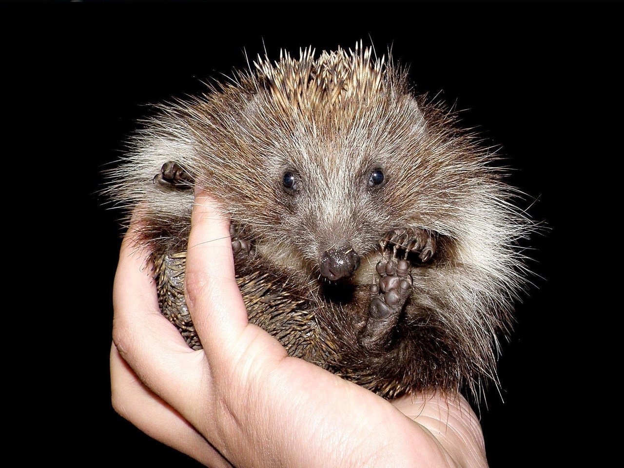 Обои рука, черный фон, пальцы, ежик, иголки, еж, hand, black background, fingers, hedgehog, needles разрешение 1920x1205 Загрузить