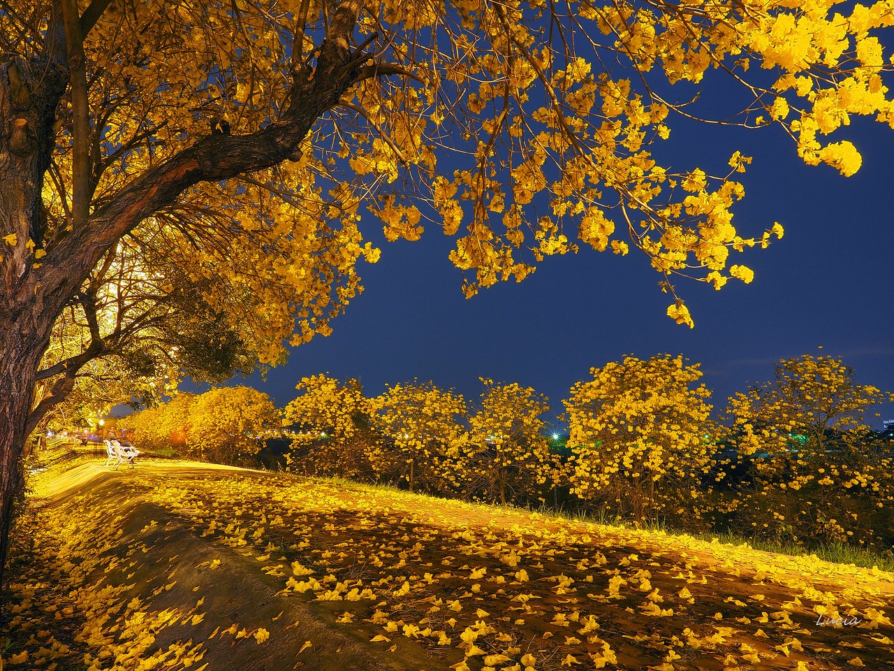 Обои свет, ночь, деревья, листья, парк, осень, скамья, light, night, trees, leaves, park, autumn, bench разрешение 2048x1536 Загрузить