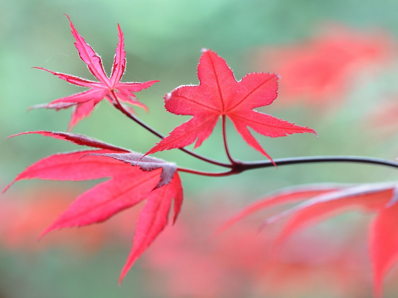 Обои ветка, природа, листья, макро, осень, размытость, branch, nature, leaves, macro, autumn, blur разрешение 2048x1360 Загрузить