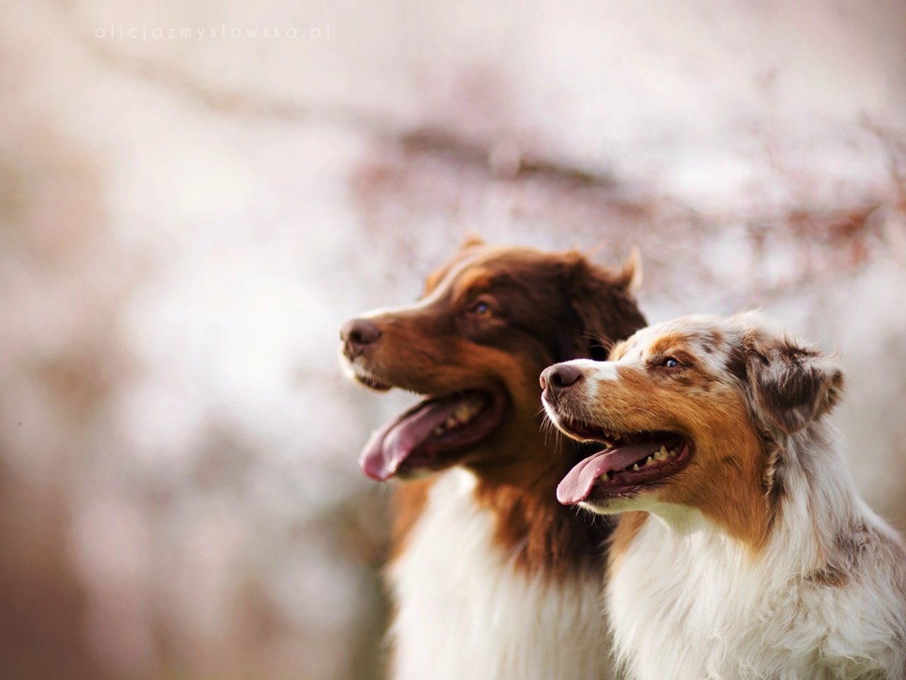 Обои фон, друзья, собаки, австралийская овчарка, background, friends, dogs, australian shepherd разрешение 1920x1280 Загрузить