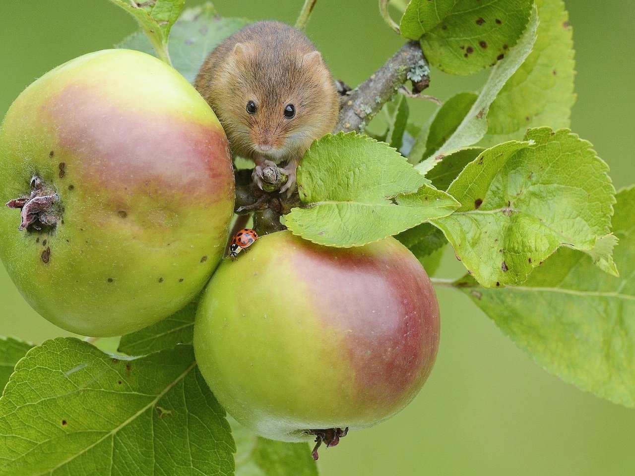 Обои яблоки, мышь, apples, mouse разрешение 1920x1200 Загрузить