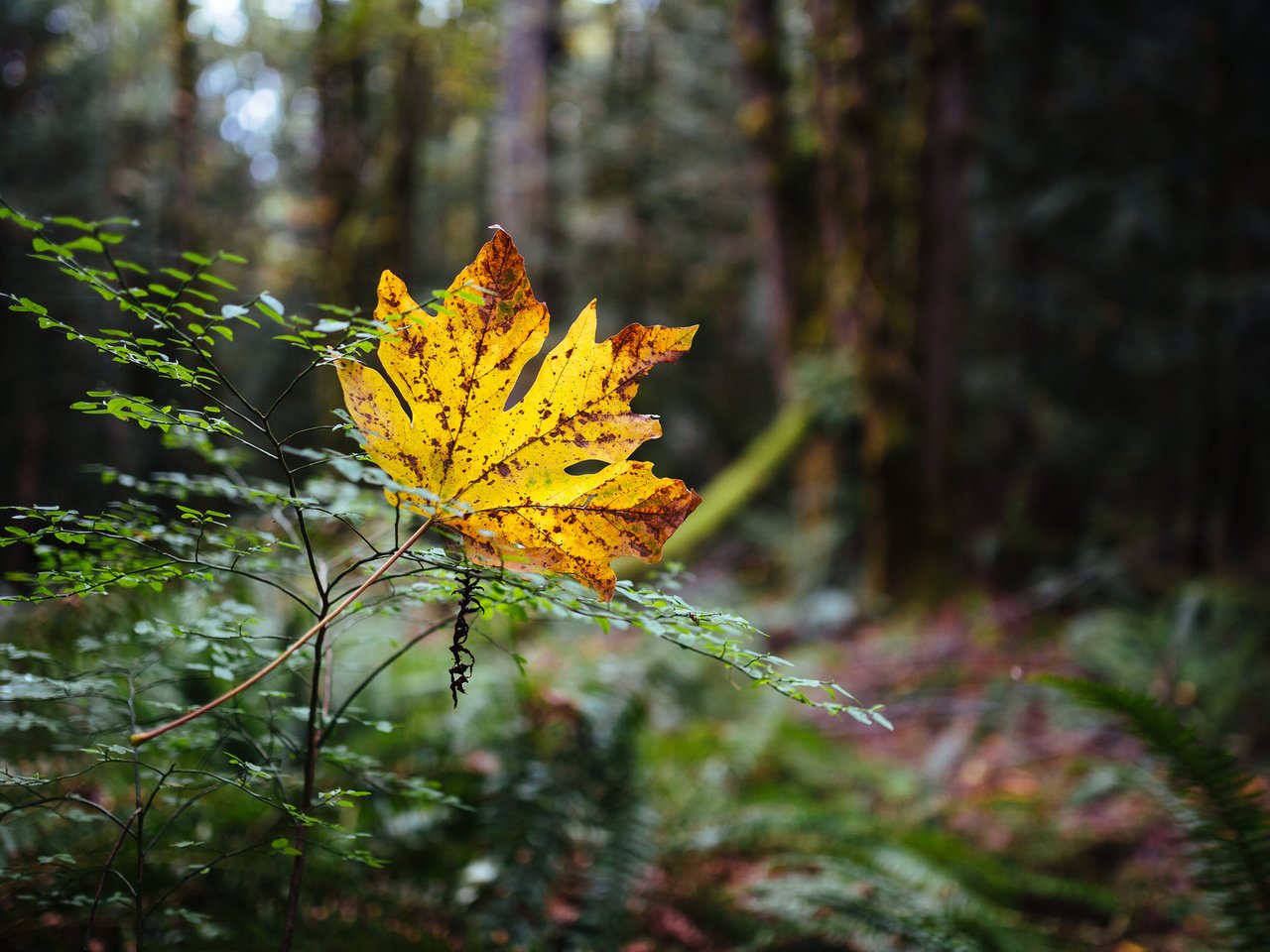 Обои природа, лес, осень, лист, nature, forest, autumn, sheet разрешение 2048x1280 Загрузить