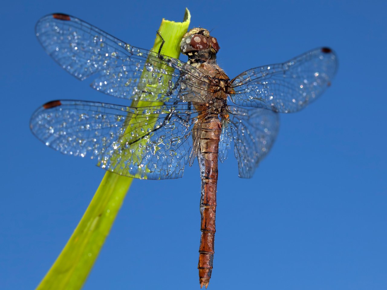 Обои небо, насекомое, крылья, стрекоза, the sky, insect, wings, dragonfly разрешение 2880x2017 Загрузить