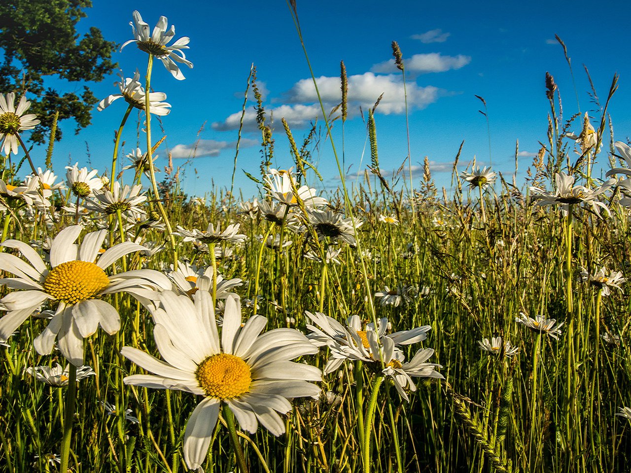 Обои небо, цветы, трава, облака, лето, луг, колоски, ромашки, the sky, flowers, grass, clouds, summer, meadow, spikelets, chamomile разрешение 2048x1208 Загрузить