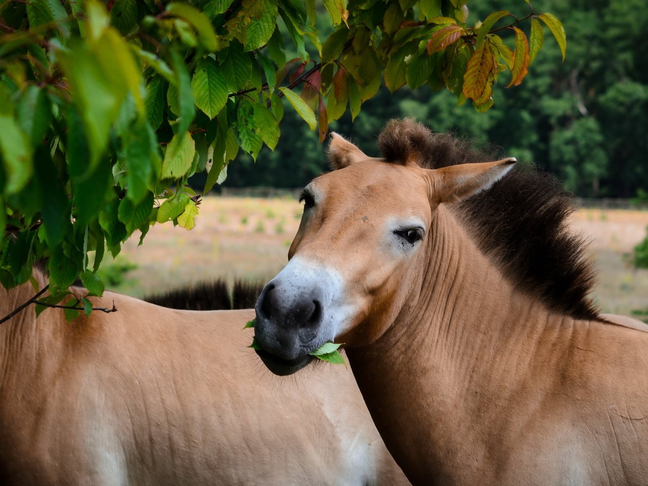 Обои природа, кони, przewalski-pferd, nature, horses разрешение 4925x2562 Загрузить