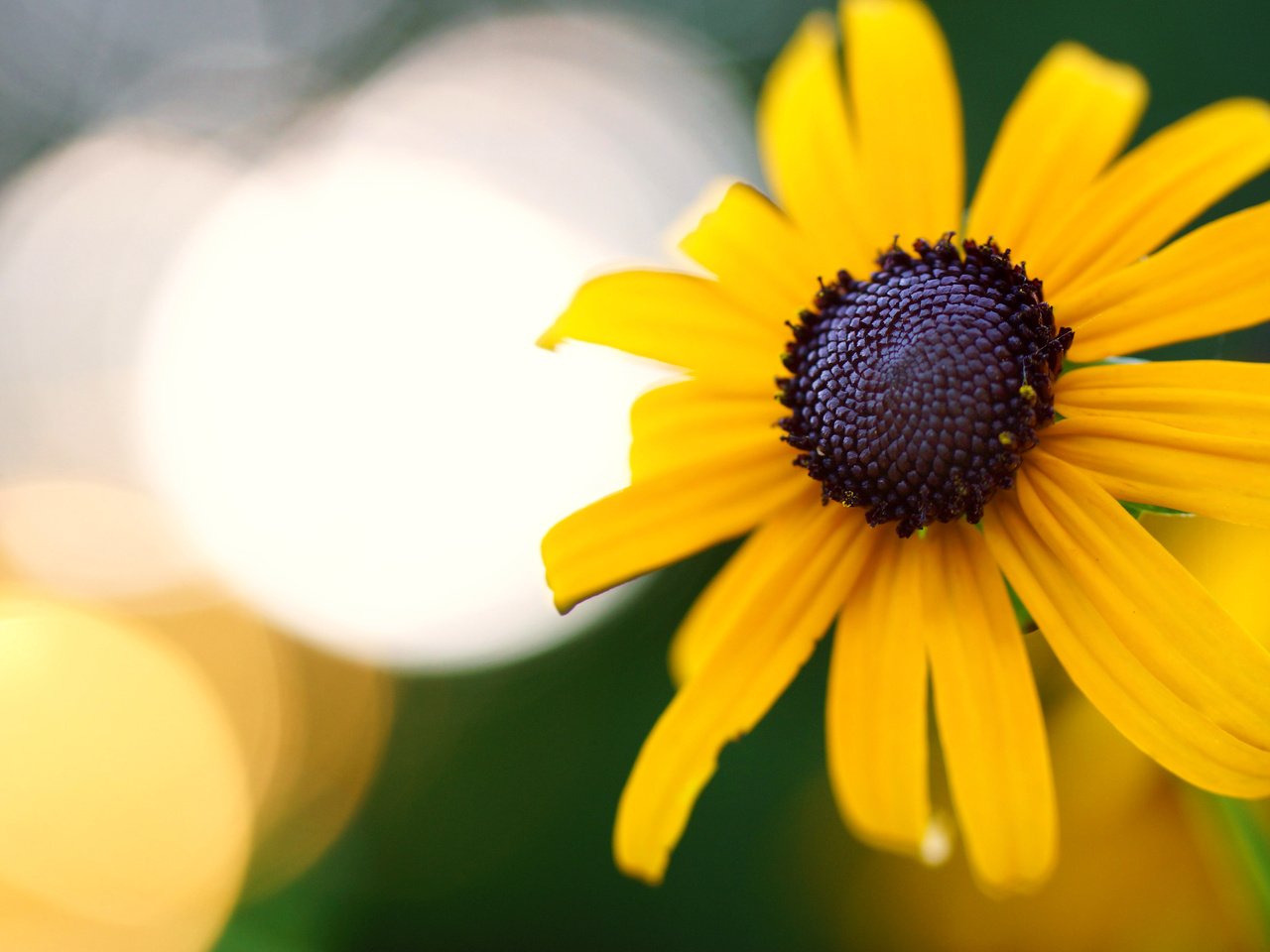 Обои желтый, макро, цветок, боке, рудбекия, yellow, macro, flower, bokeh, rudbeckia разрешение 6000x4000 Загрузить