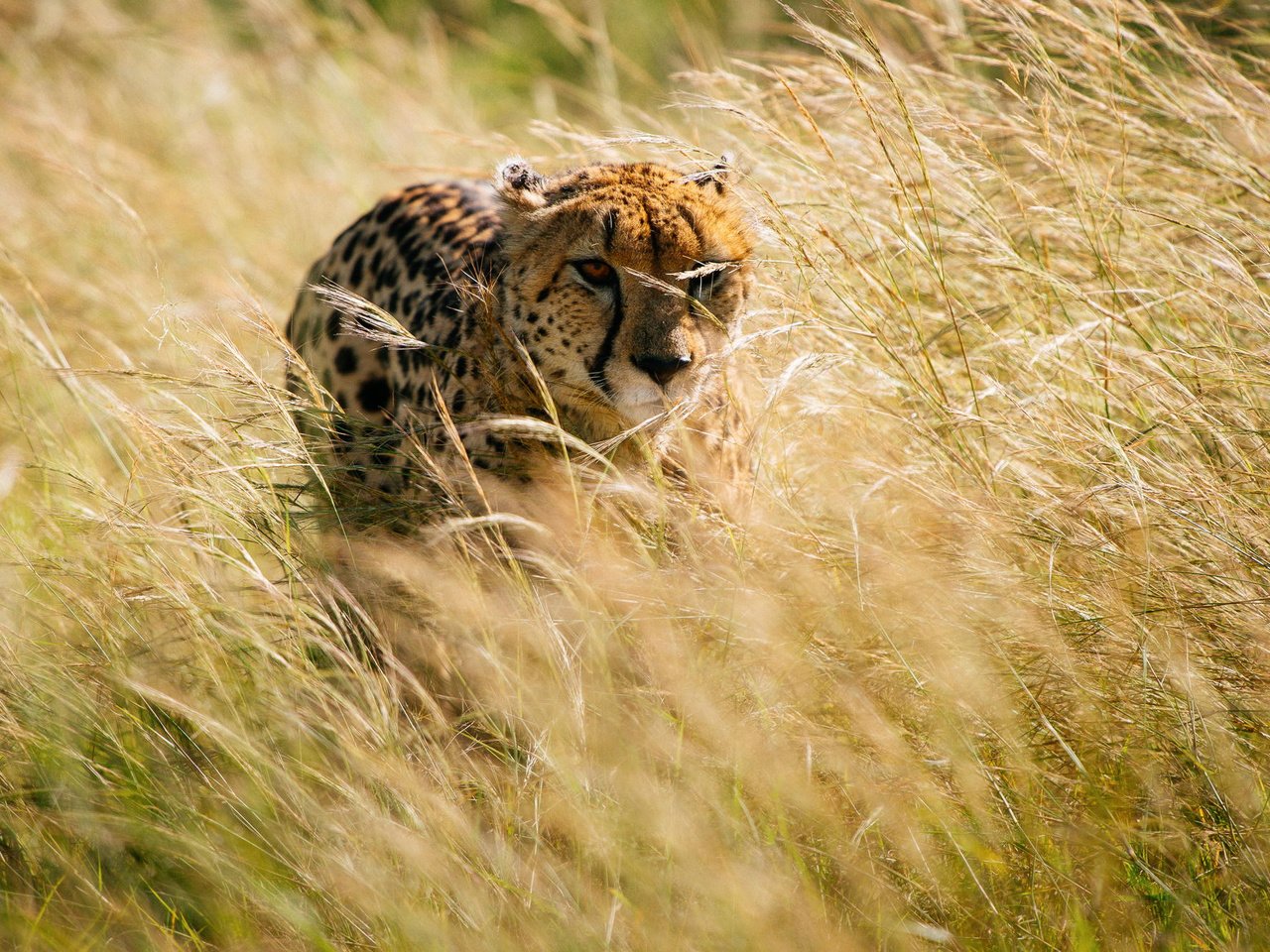 Обои трава, африка, охота, гепард, grass, africa, hunting, cheetah разрешение 2000x1331 Загрузить