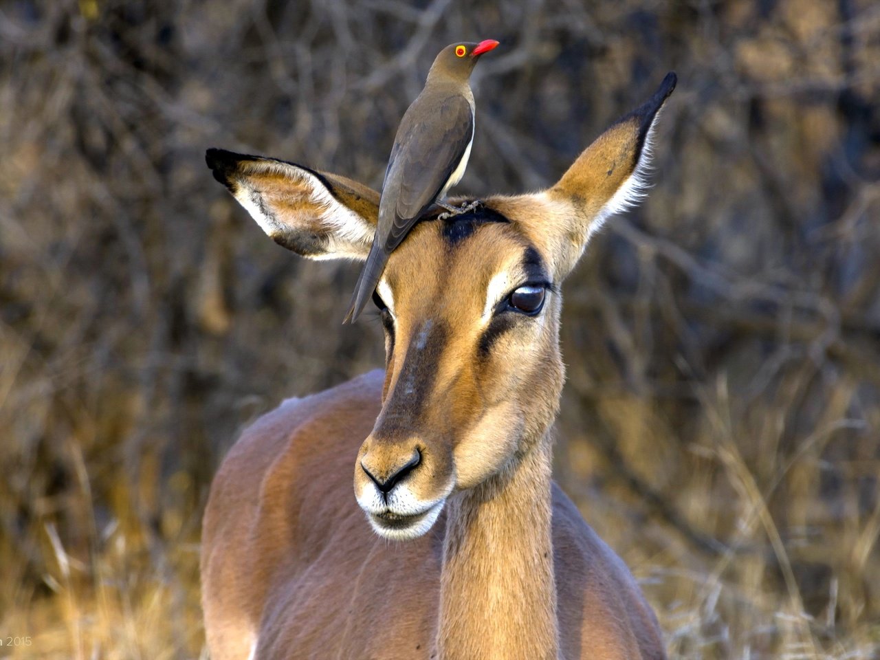 Обои юар, антилопа, национальный парк крюгера, импала, red-billed oxpecker, чёрнопятая антилопа, south africa, antelope, kruger national park, impala разрешение 2560x1600 Загрузить