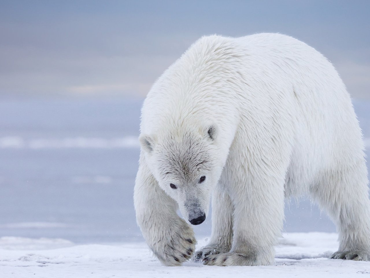 Обои природа, фон, полярный медведь, медведь, белый, белый медведь, nature, background, polar bear, bear, white разрешение 2047x1244 Загрузить