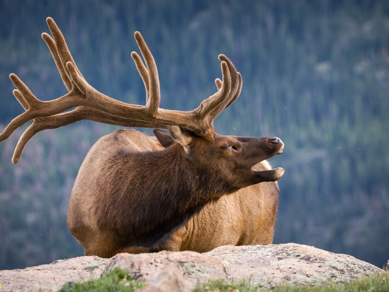 Обои природа, олень, фон, рога, nature, deer, background, horns разрешение 1920x1200 Загрузить